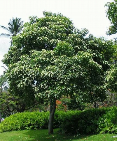 kukui tree.jpg