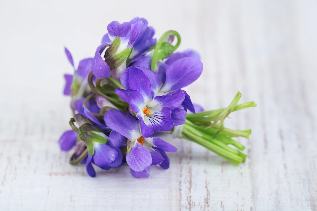 Violet flower oil