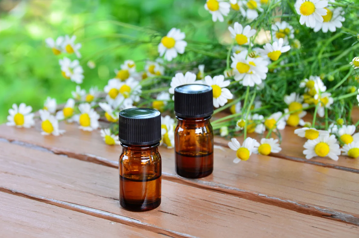 Chamomile flower oil