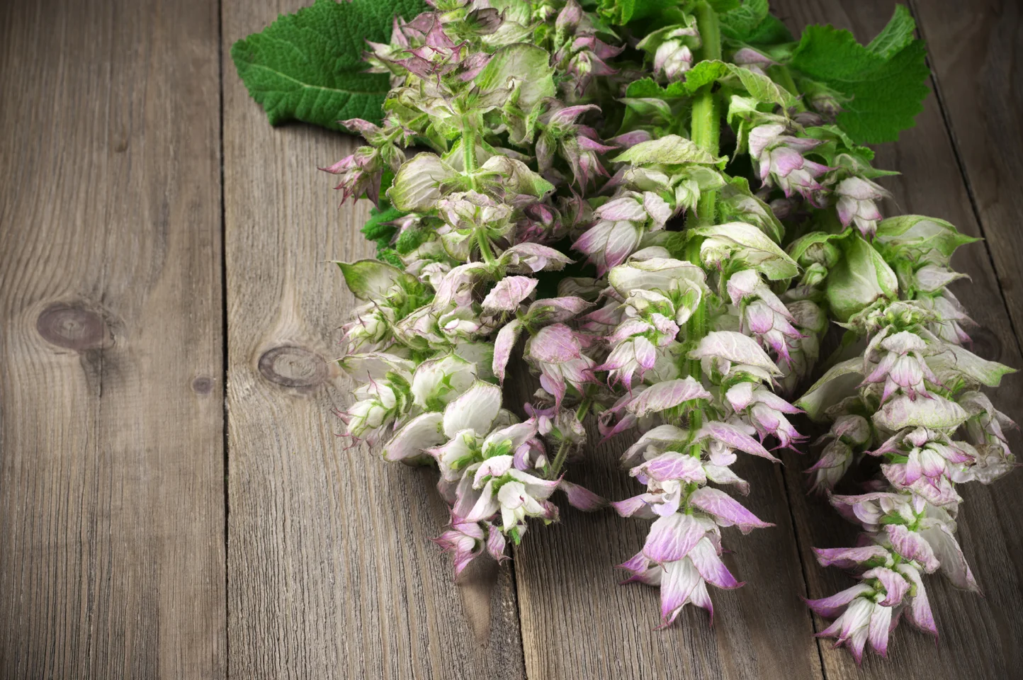 Clary Sage oil