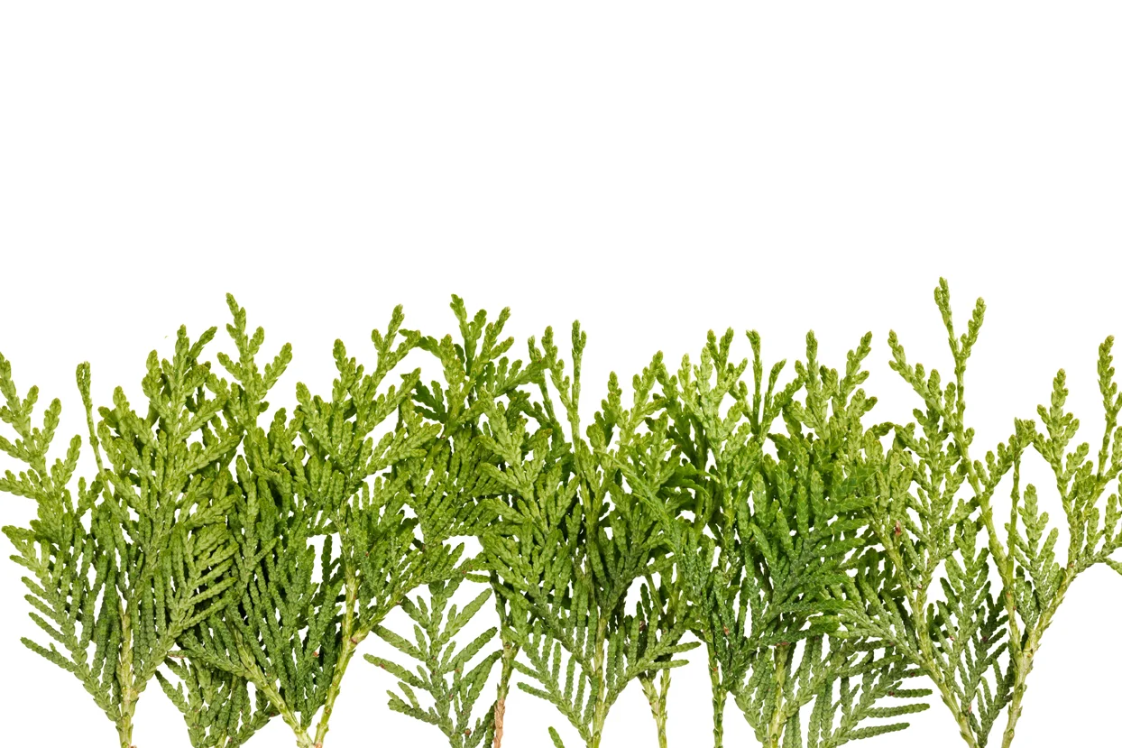 Cedar wood oil