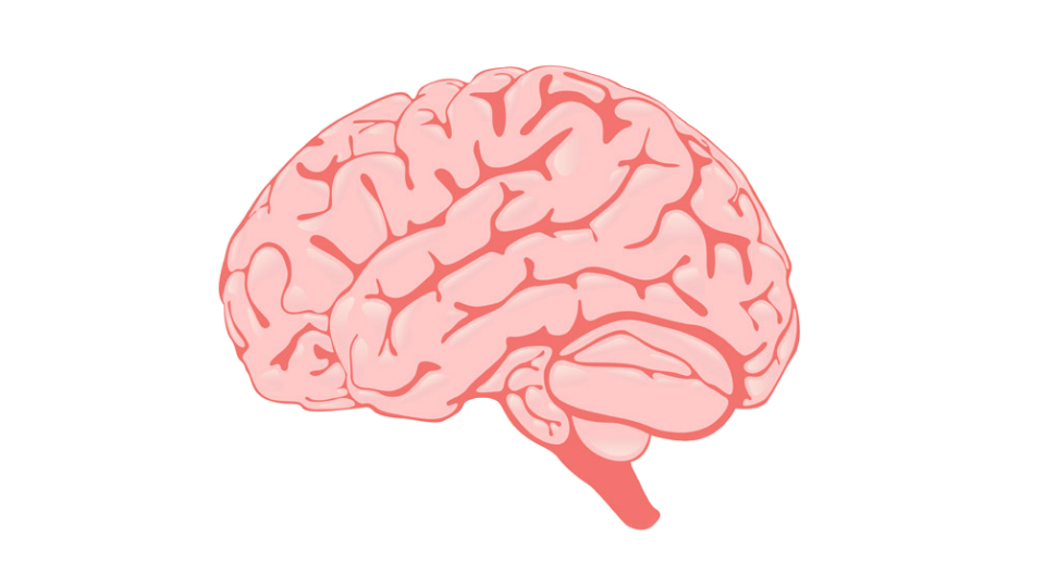 brain.png