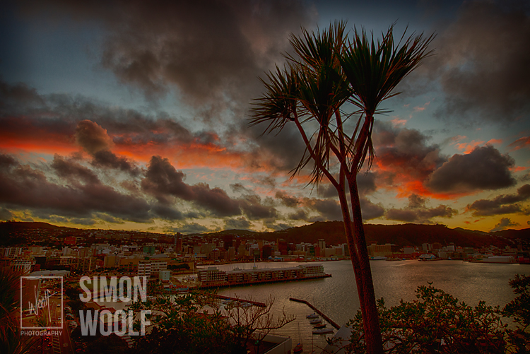 #3138, Cabbage Tree and City