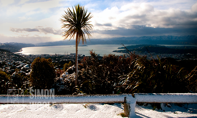 #2948-8470, Cabbage Tree and Snow