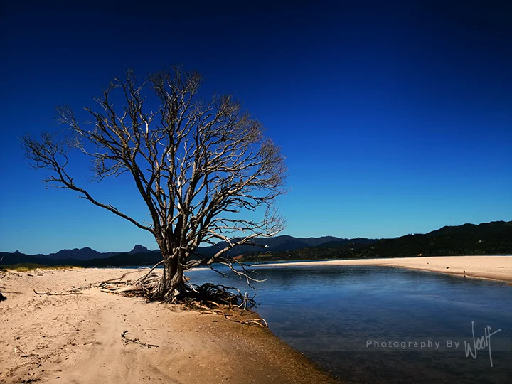 Dead Tree Matarangi MG_20190112_101653.jpg