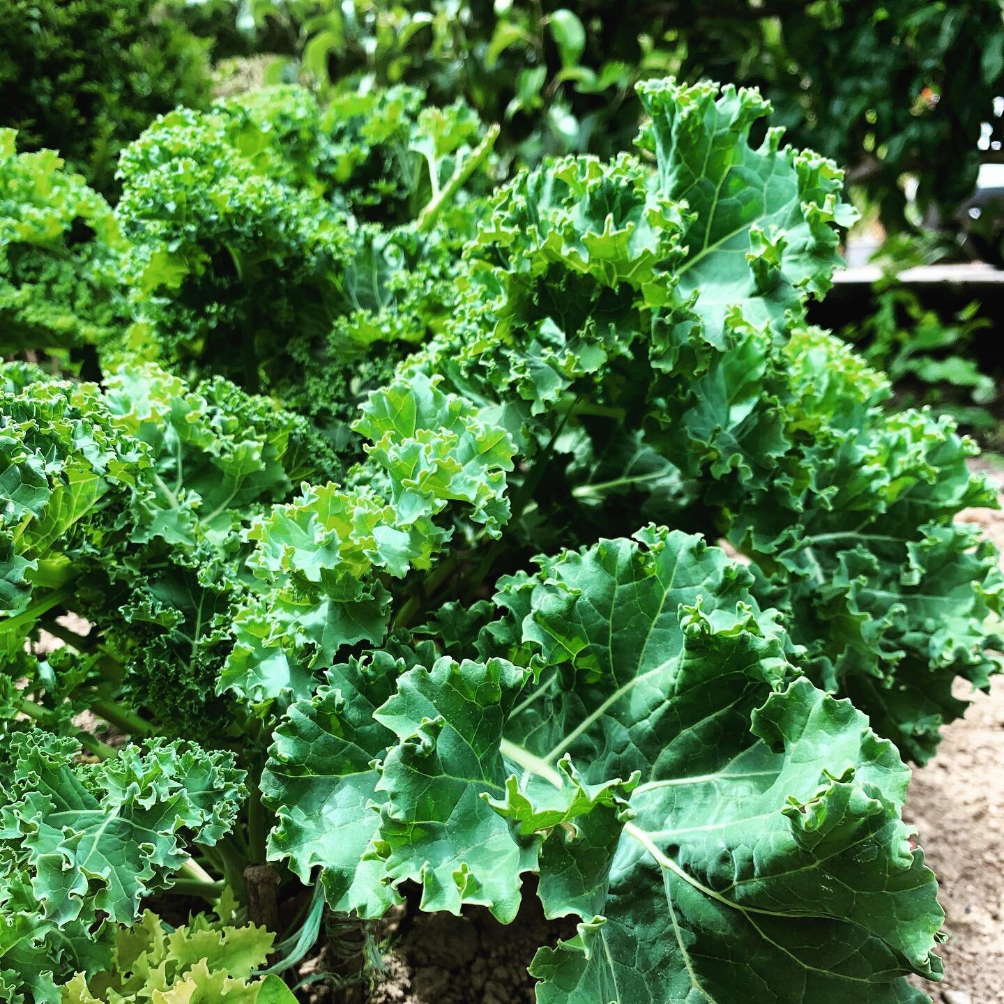 A really long time ago I fell off a dirt bike and hurt my back...and every now and again I wake up and feel about 80 years old because of it and maybe the many skiing/biking falls thereafter.
So kale fixes that shit too right? 🤣
My favourite easy ka
