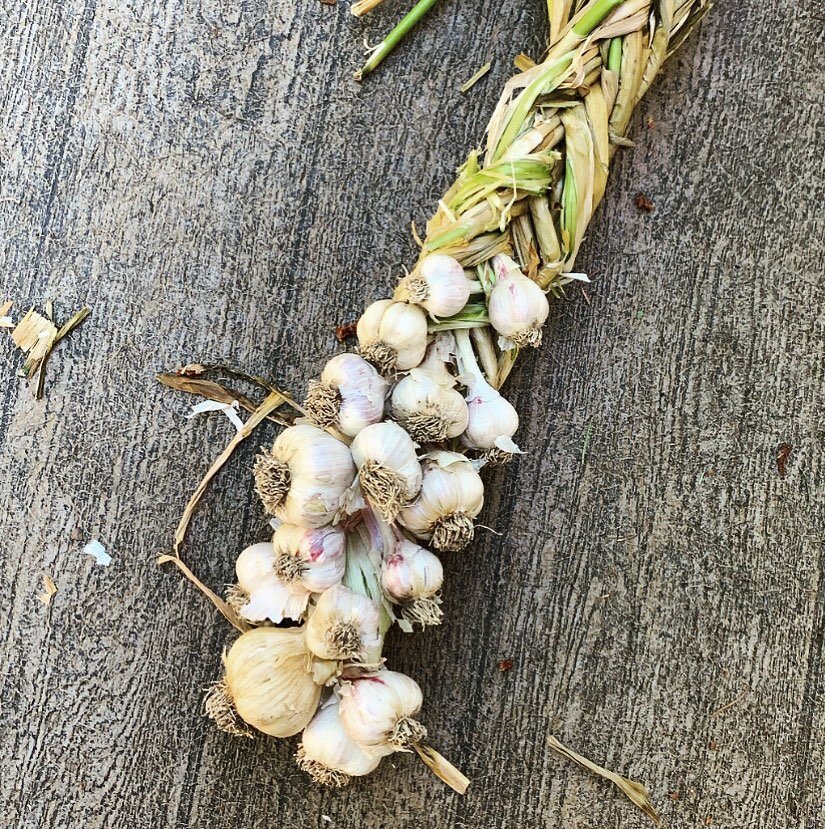 Considering I usually don&rsquo;t know what day it is, the fact I was able to pull off planting, growing, harvesting and then making this cute AF lil garlic braid still amazes me. 
*
Hardneck garlic is good for about 3-4 months so this is just the ri