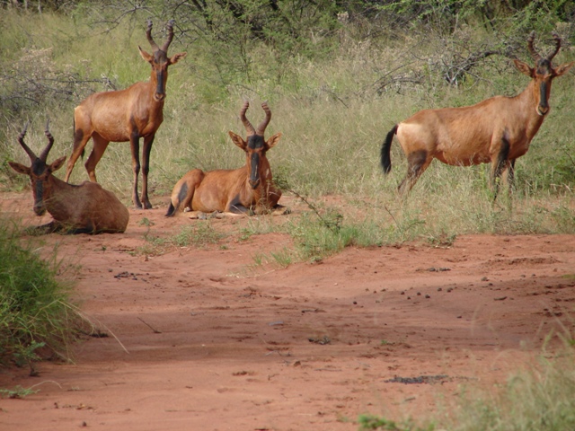 Phumula Lodge