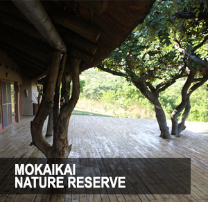 <p>Experience the beauty of nature on the patio of your own private game lodge.<a href=/mabula>More →</a></p>