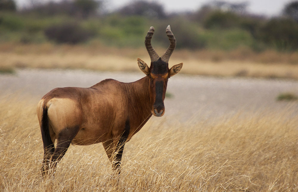 9 Hartebeest