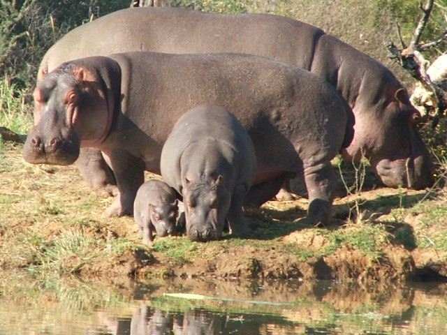 hippo-family.jpg