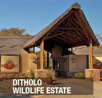 Ditholo Wildlife Estate