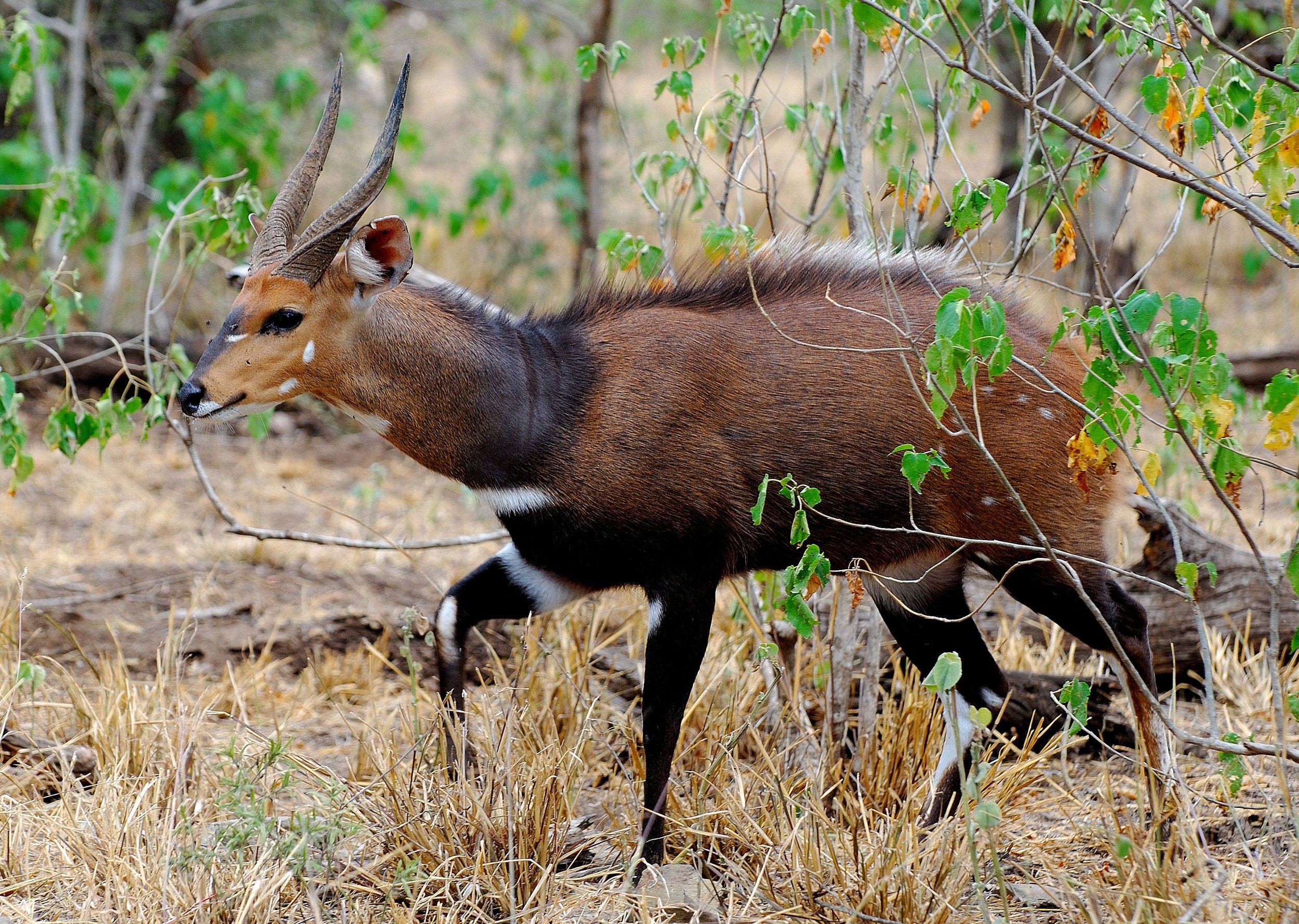 bushbuck-08.jpg