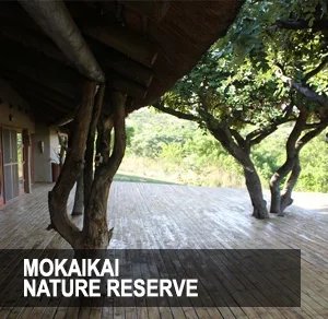 MOKAIKAI.jpg.webp