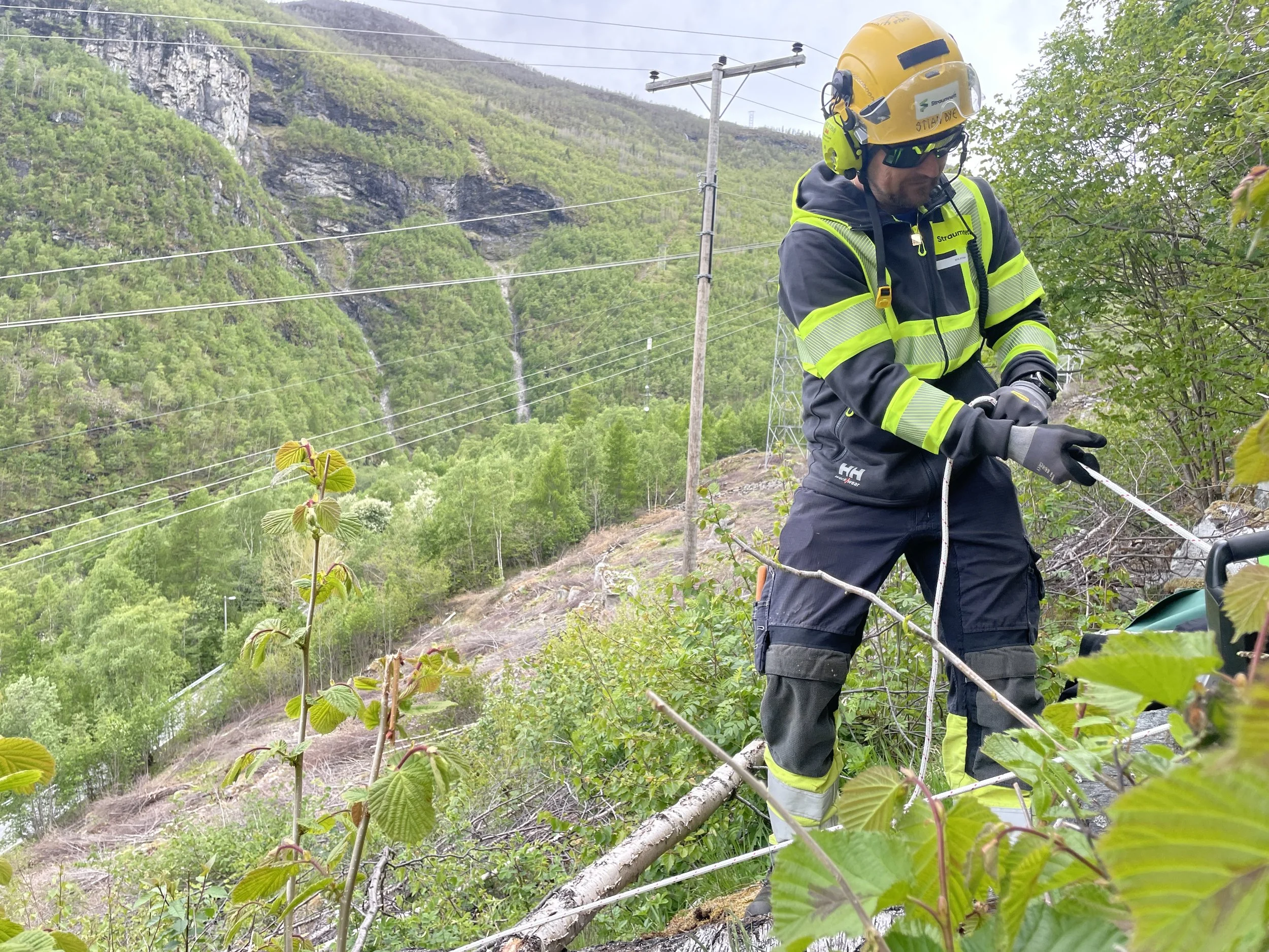 Liten rakkar byr på store problem: – Det kostar bransjen millionar av kroner i året