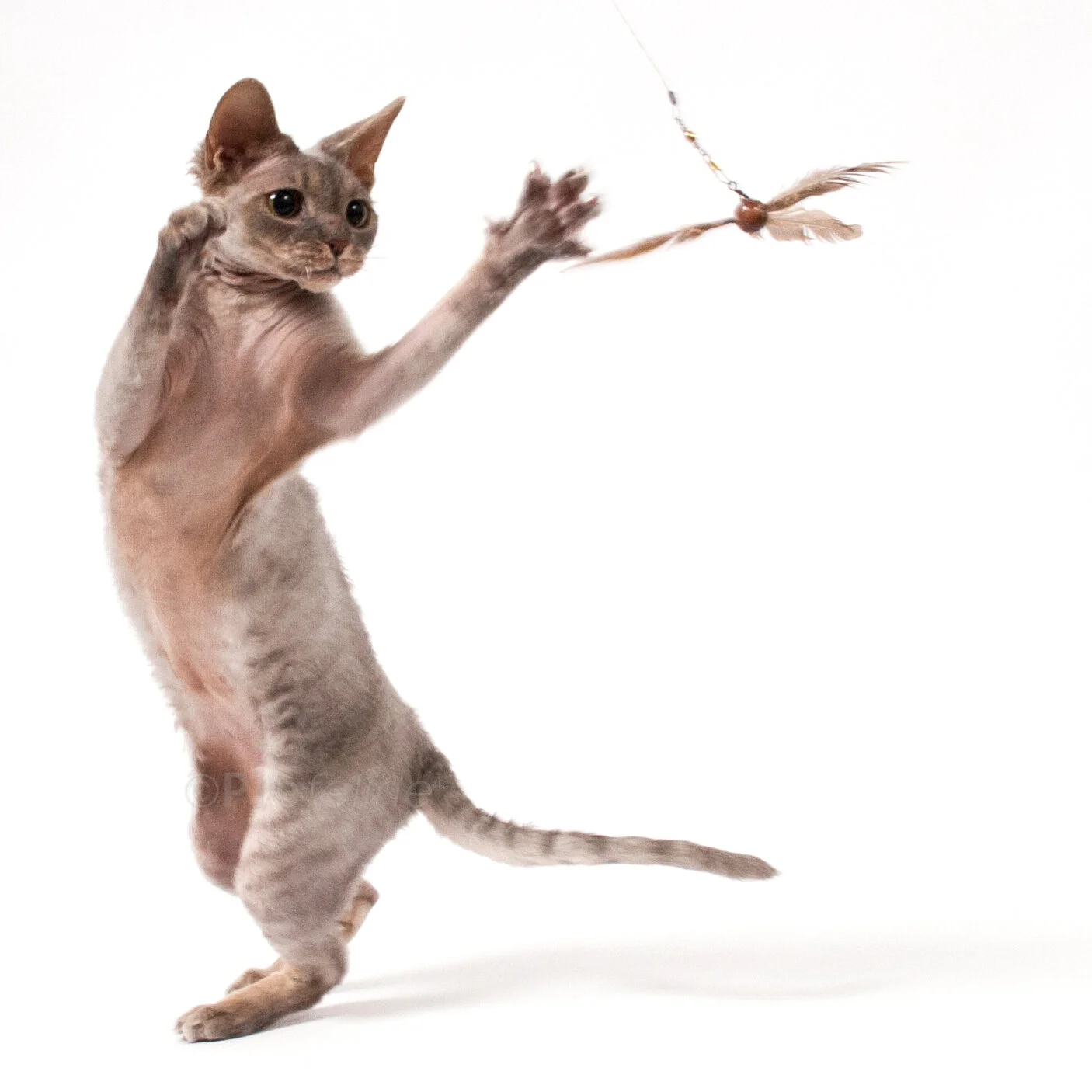 da_purr_peller_katze_boris.jpg