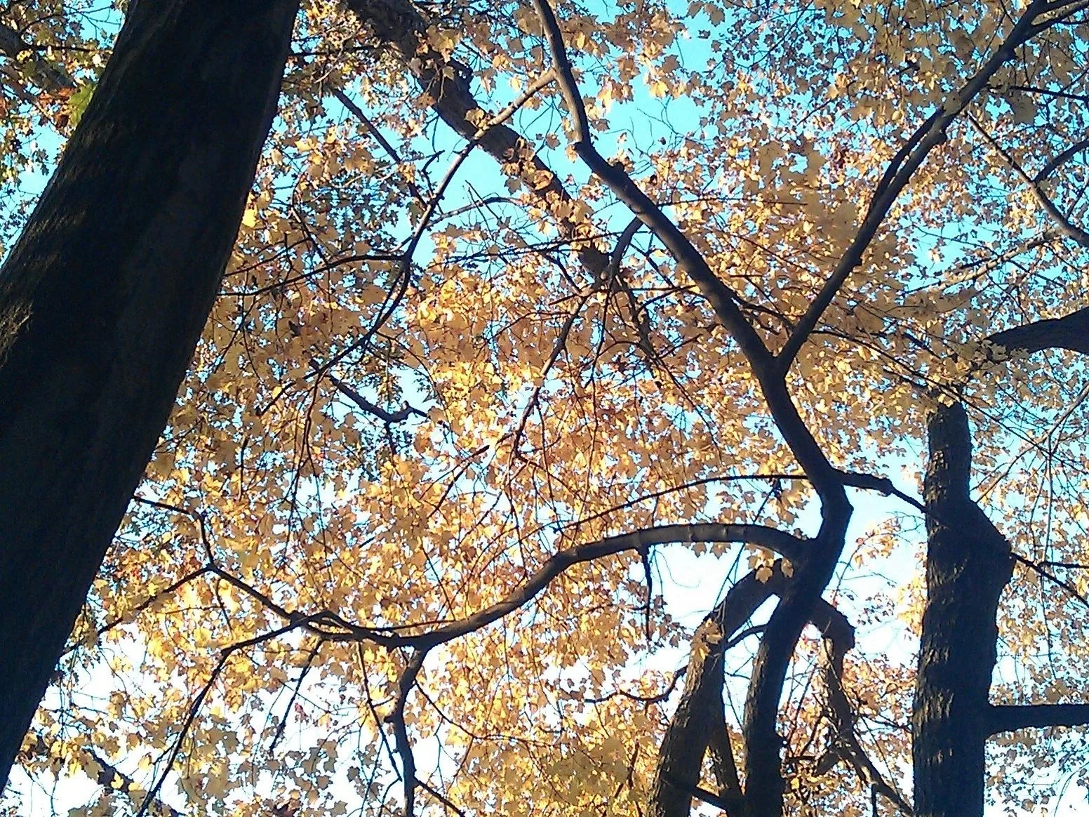 Trees & Sky_IMAG0267.jpg