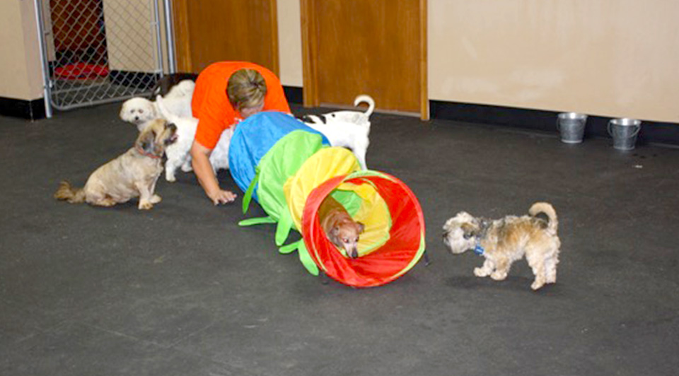 The Dog House OKC Indoor Play