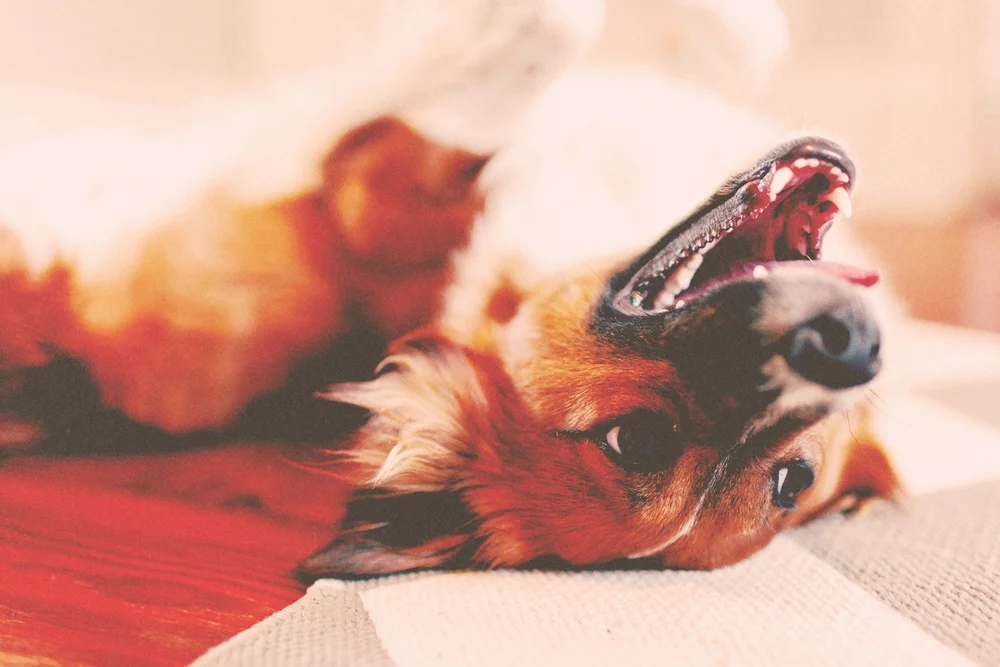 Spacious Overnight Dog Boarding Suites in OKC — The Dog House