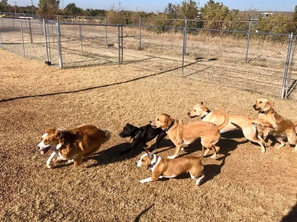 CageFree Dog Daycare with 6,000 sq. ft. Indoor/Outdoor in Northwest