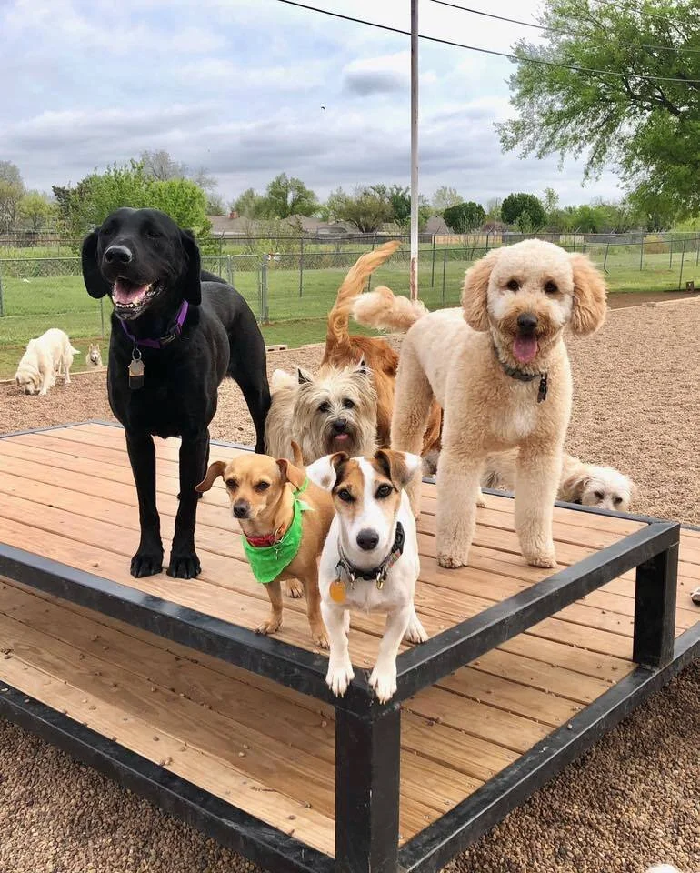CageFree Dog Daycare with 6,000 sq. ft. Indoor/Outdoor in Northwest