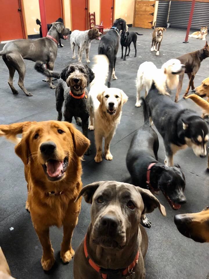 Camp Run Cage Free Boarding For Dogs Camp Run-A-Mutt Franchise