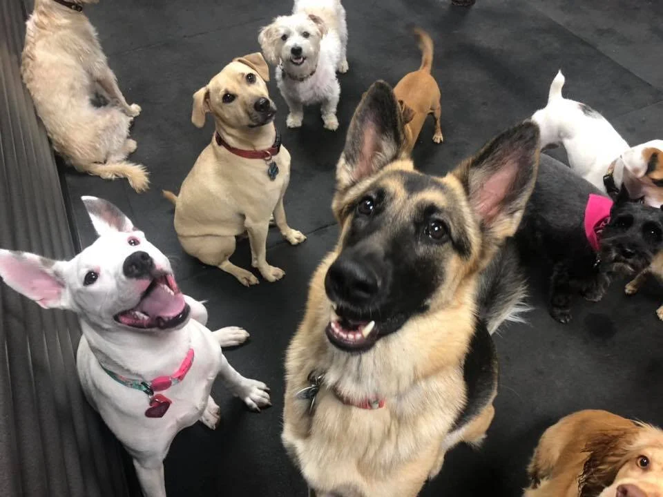 spot dog daycare