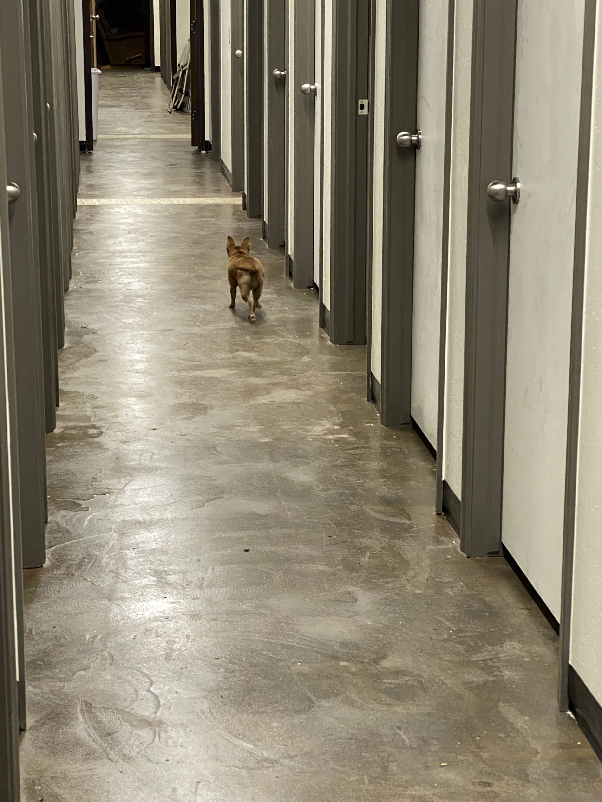 CageFree Dog Daycare with 6,000 sq. ft. Indoor/Outdoor in Northwest