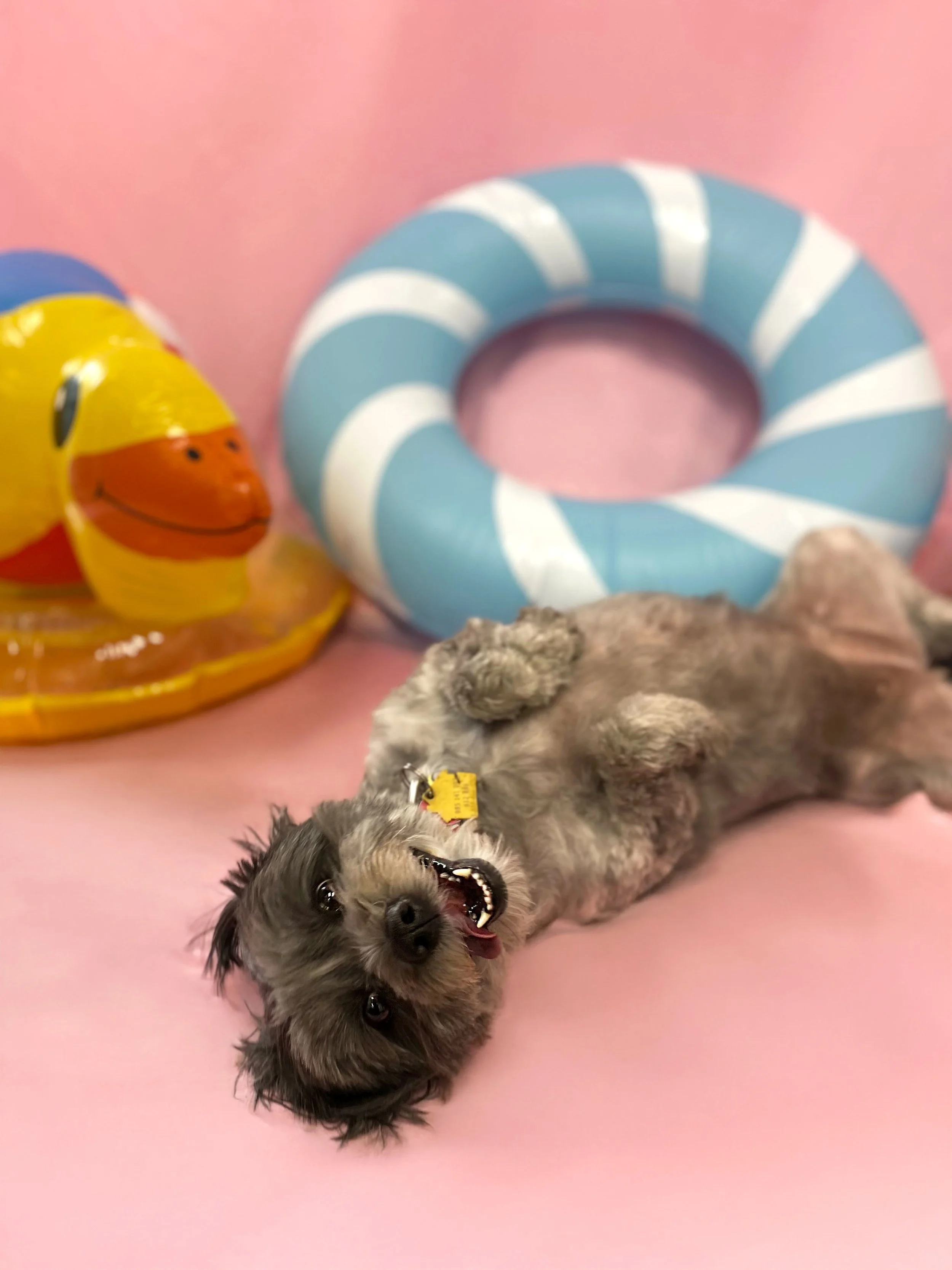 Summer Gracie.jpg