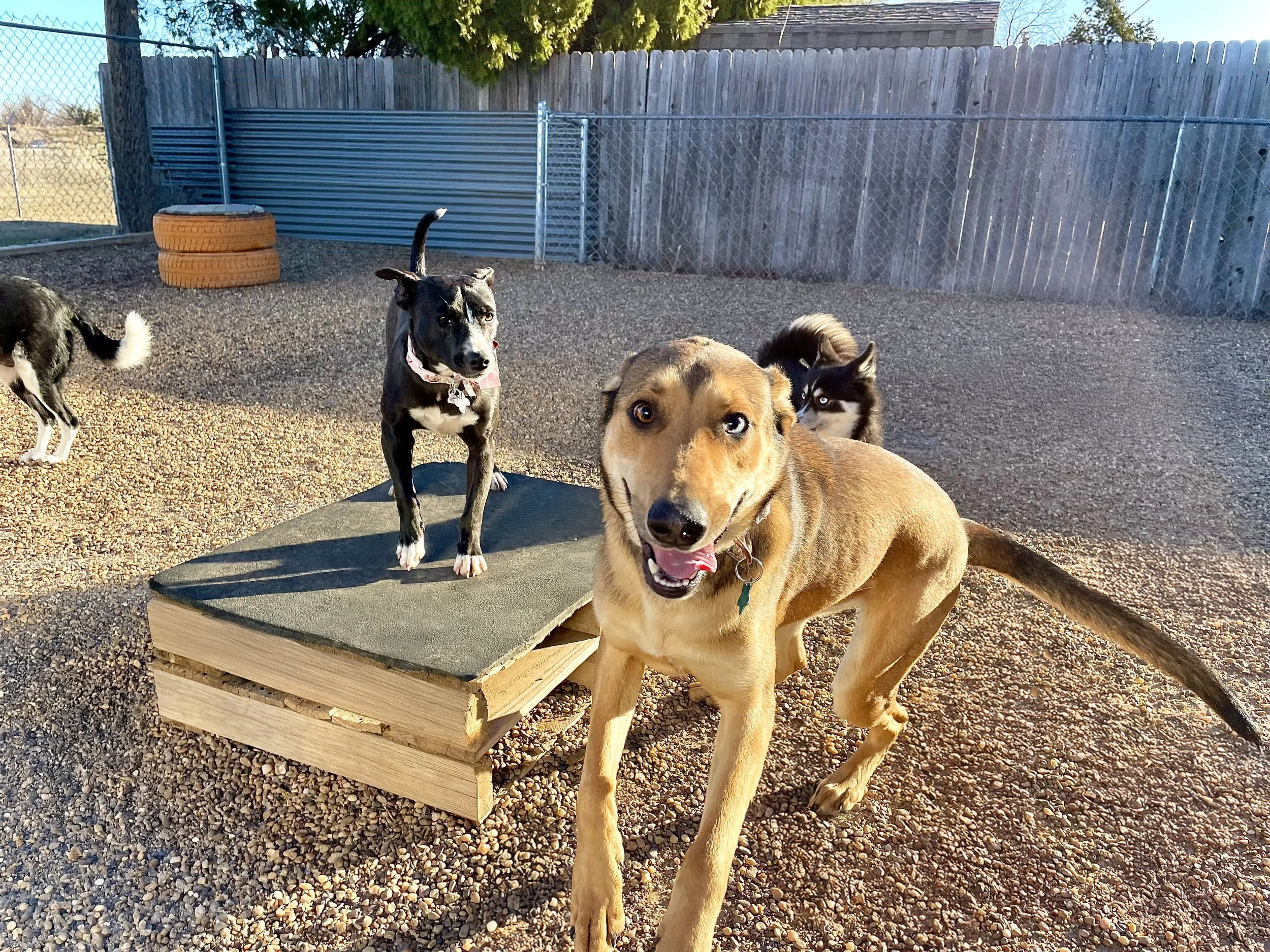 The Dog House OKC