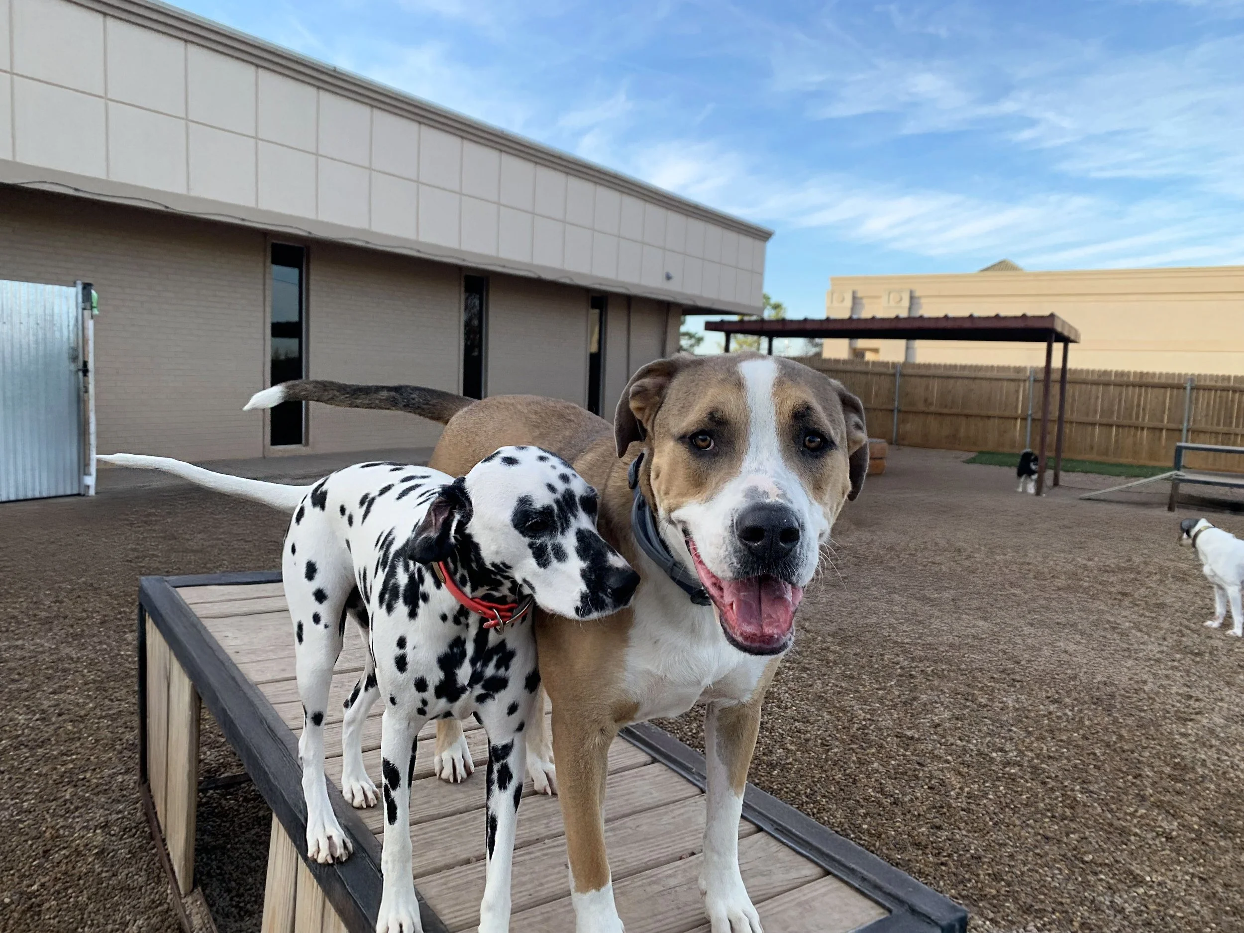 The Dog House OKC