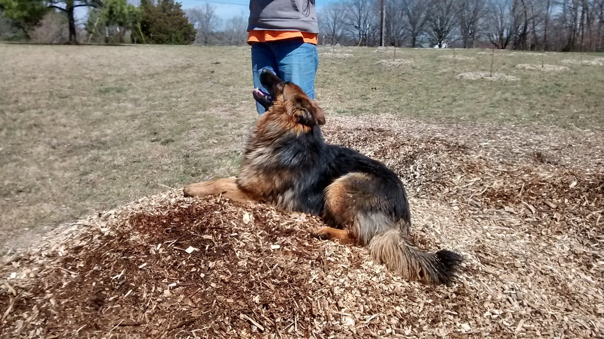 Twin Oaks Kennel