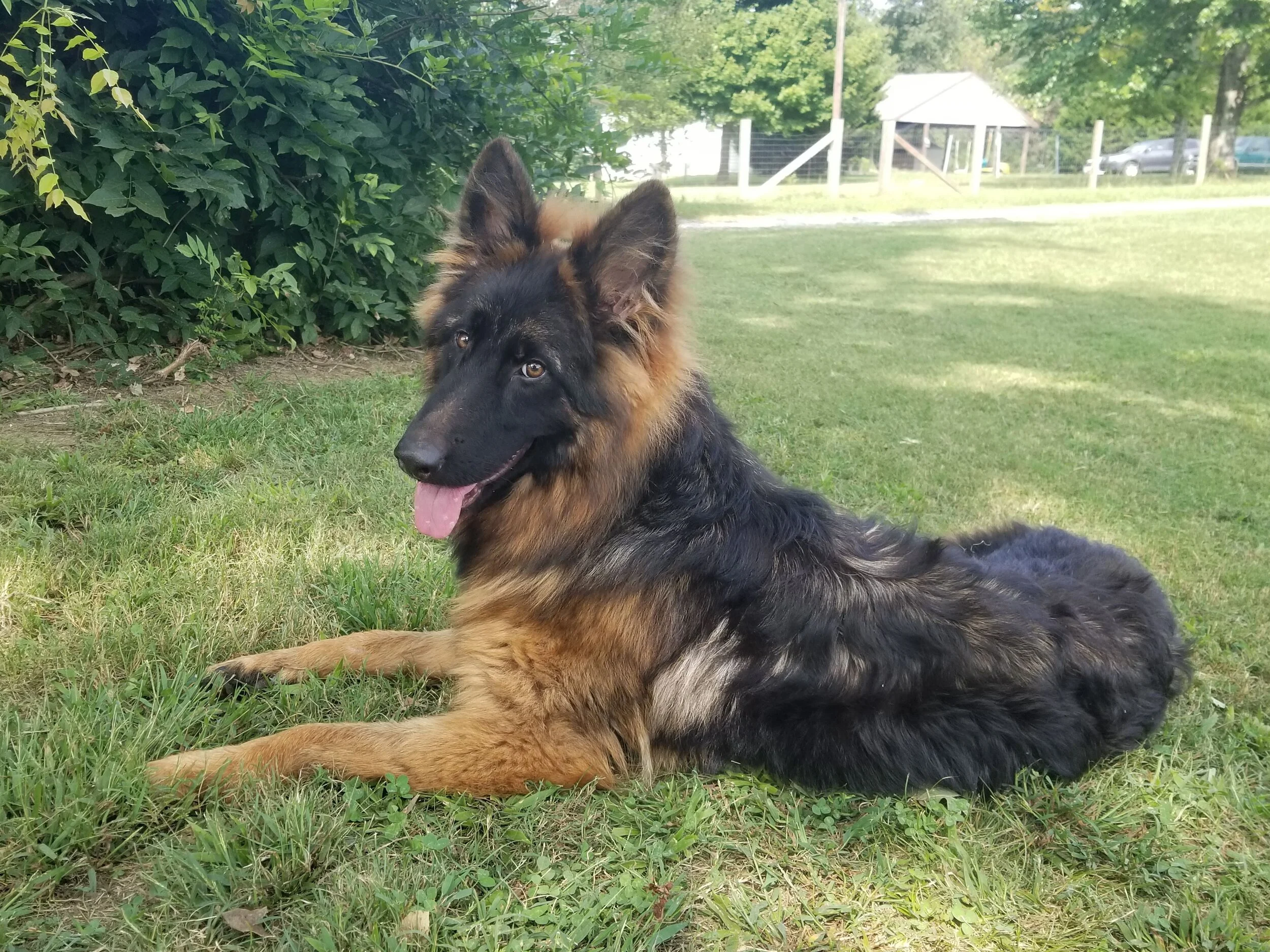 breezy meadows german shepherds