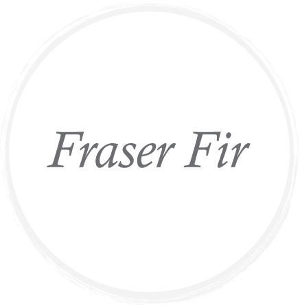 FraserFir.png
