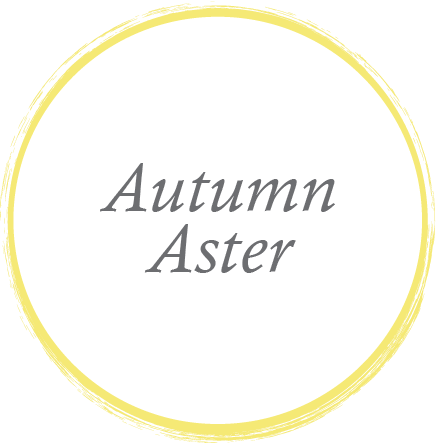 autumn-aster.png