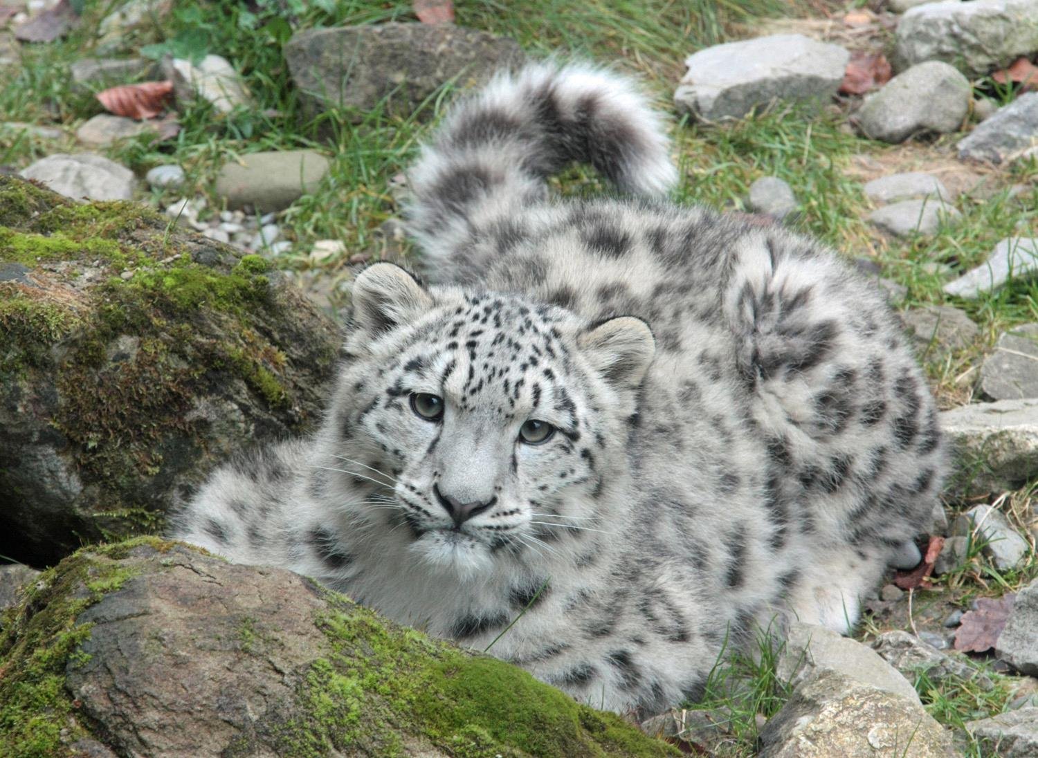 Schneeleoparden Zoo Zürich, 2012