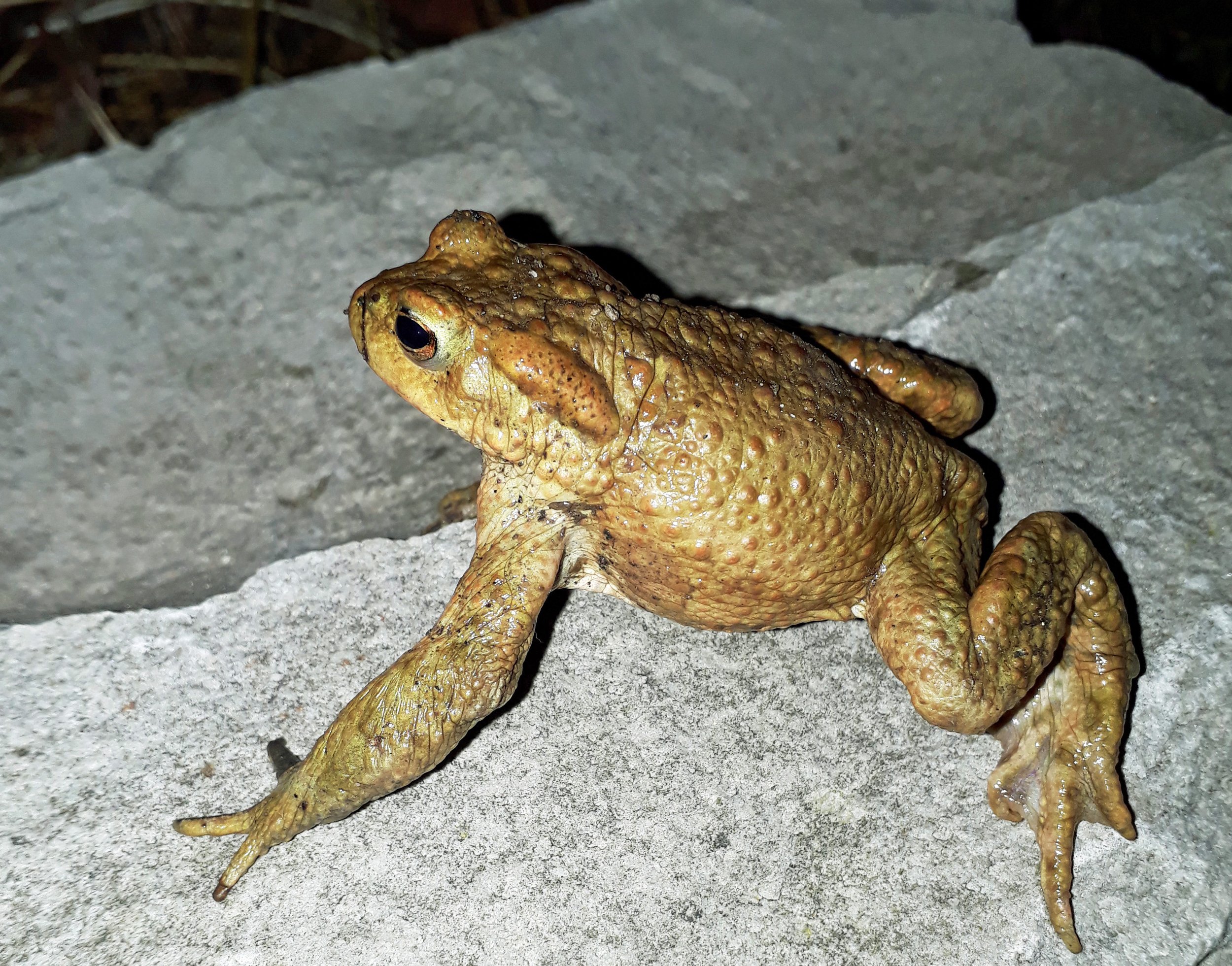 Erdkröte beim Irchelpark
