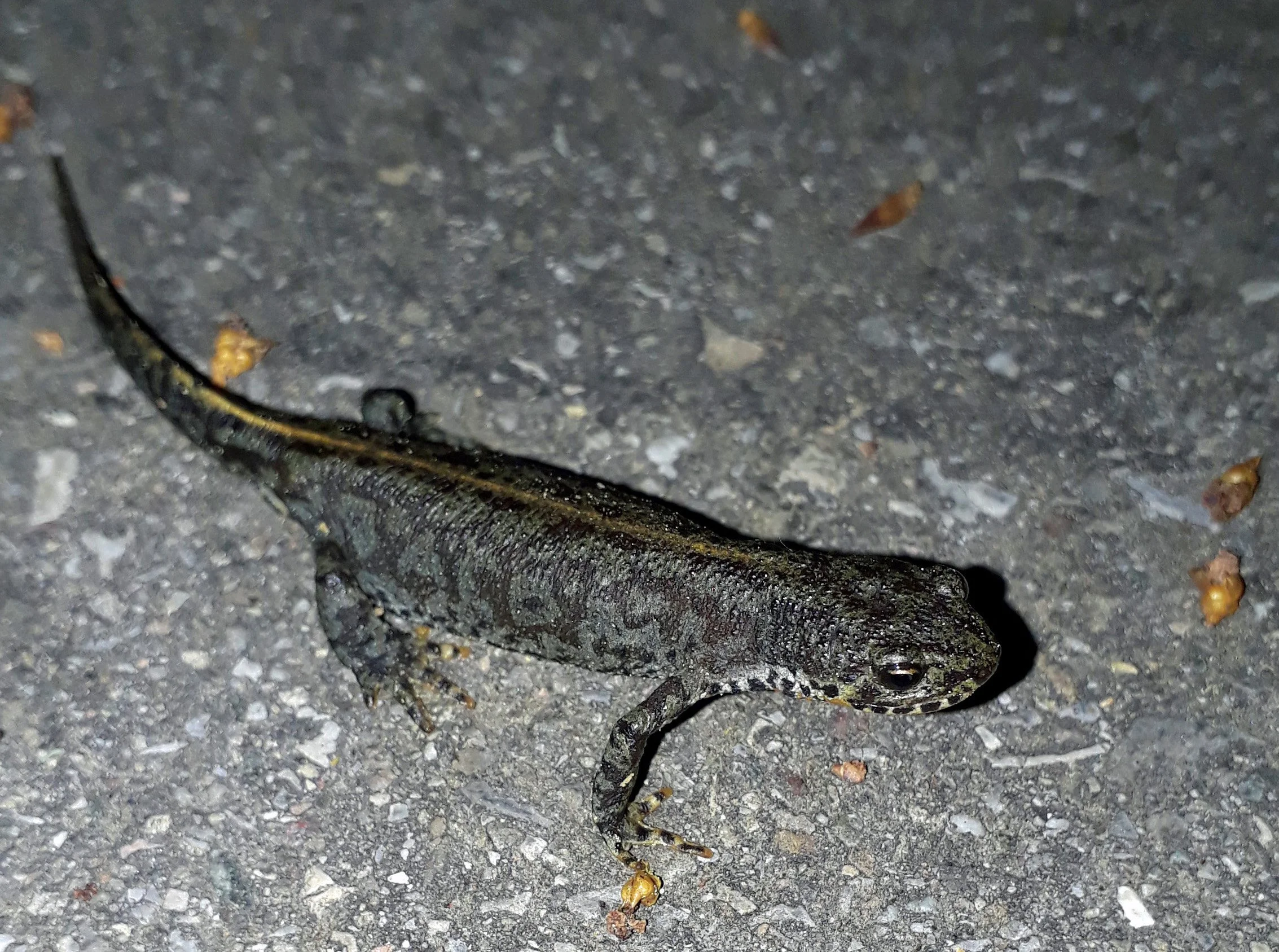 Bergmolch Irchelpark