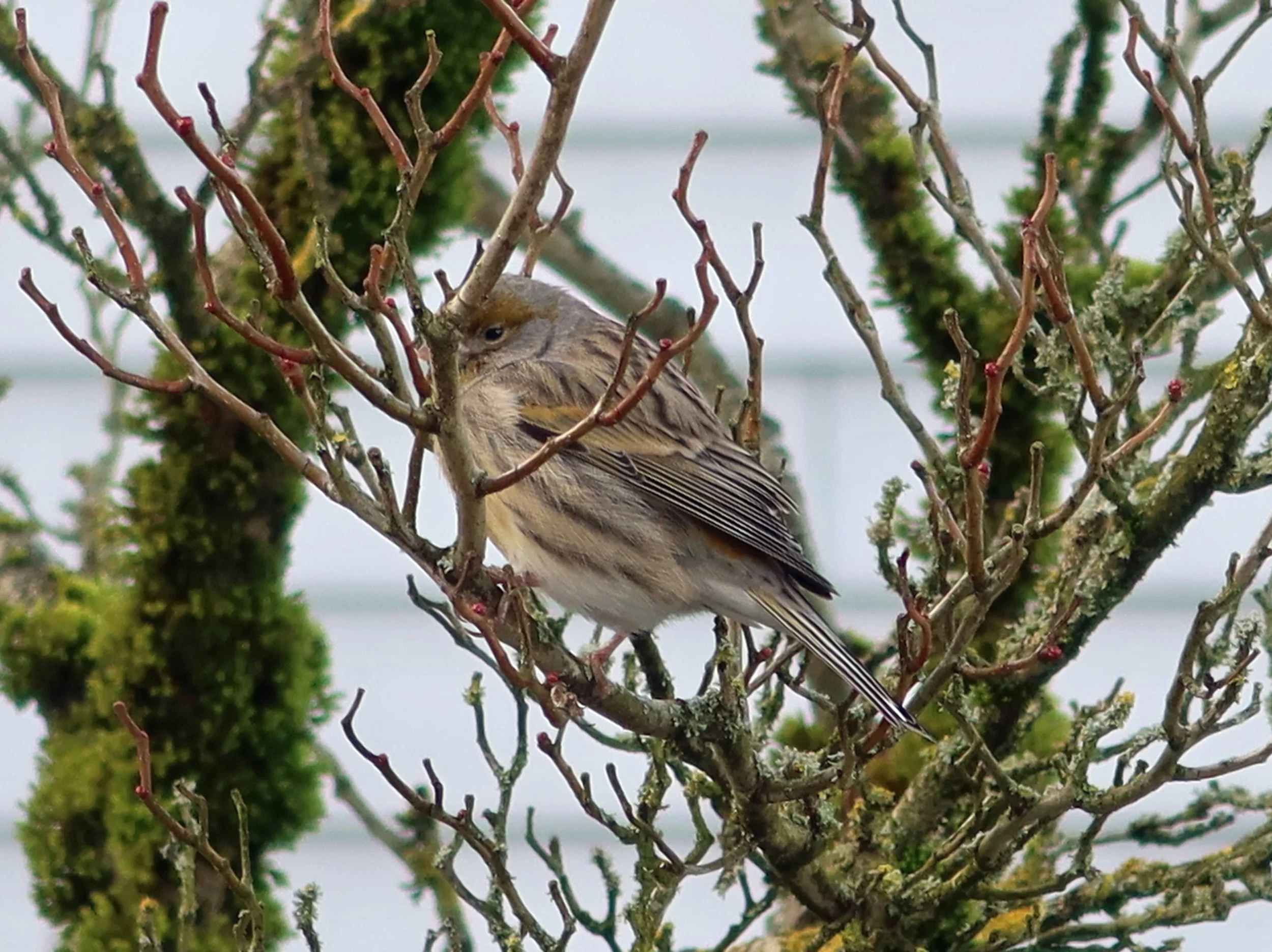  Kanarengirlitz am Futterhäuschen 