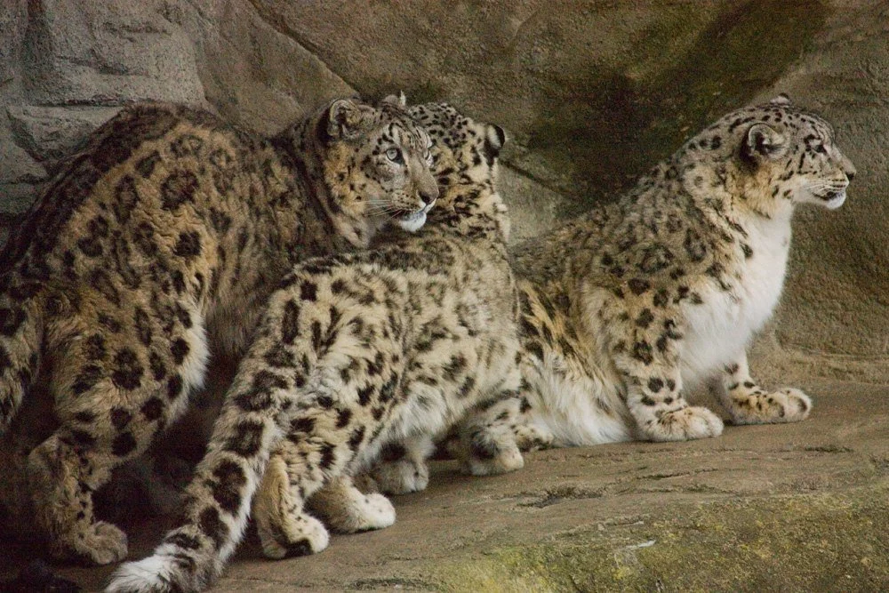 Schneeleoparden im Zoo Zürich 2013