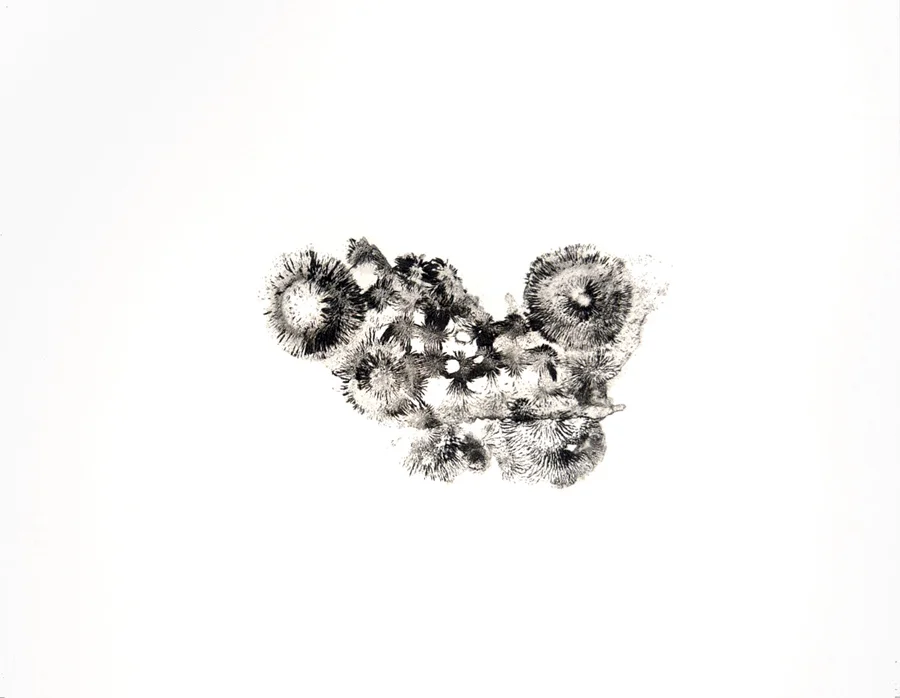 Limaille fossilisée 5 , 2011. P oudre de fer, vernis sur papier \ varnished iron powder. 50 x 65 cm