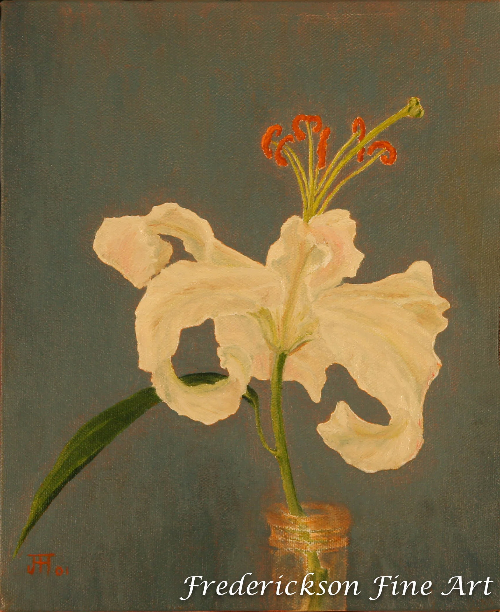 Mountain White Lily