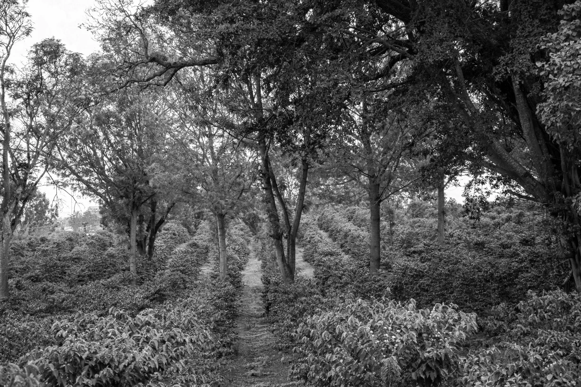 Coffee%2520Estate%2520Nyeri.jpg