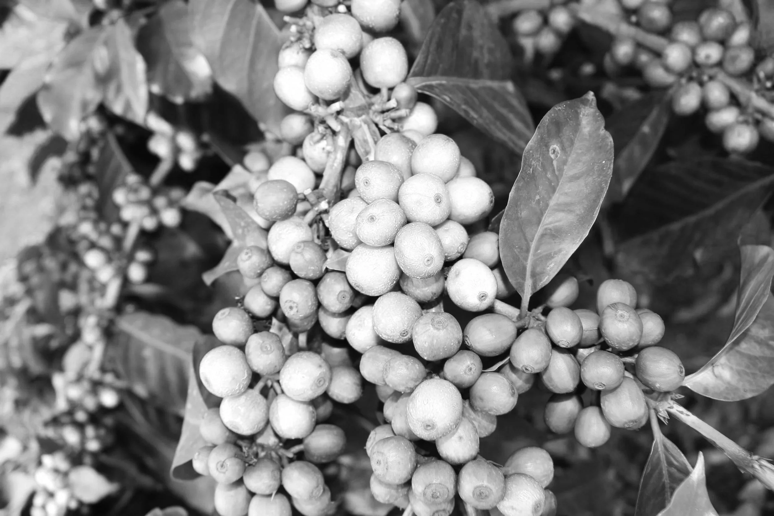 Gathaithi%2520Factory%2520Red%2520berries.jpg