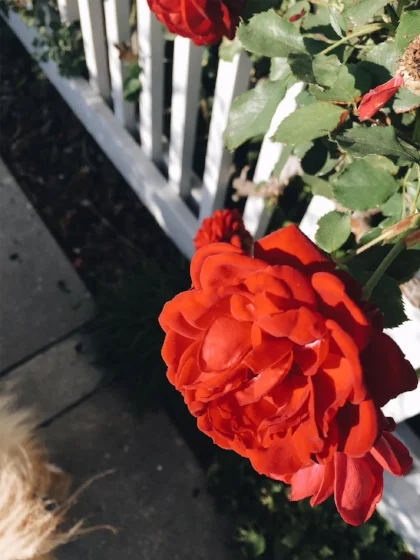 roses_nzb.jpg