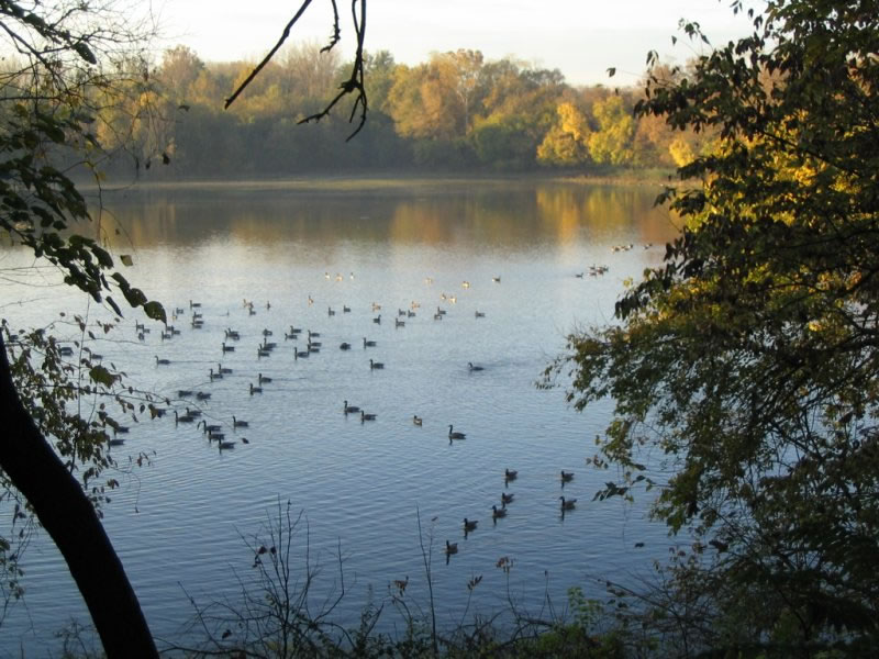 Geese swimming near the north boundary of the Wetlands. Photo by Al Goodman.