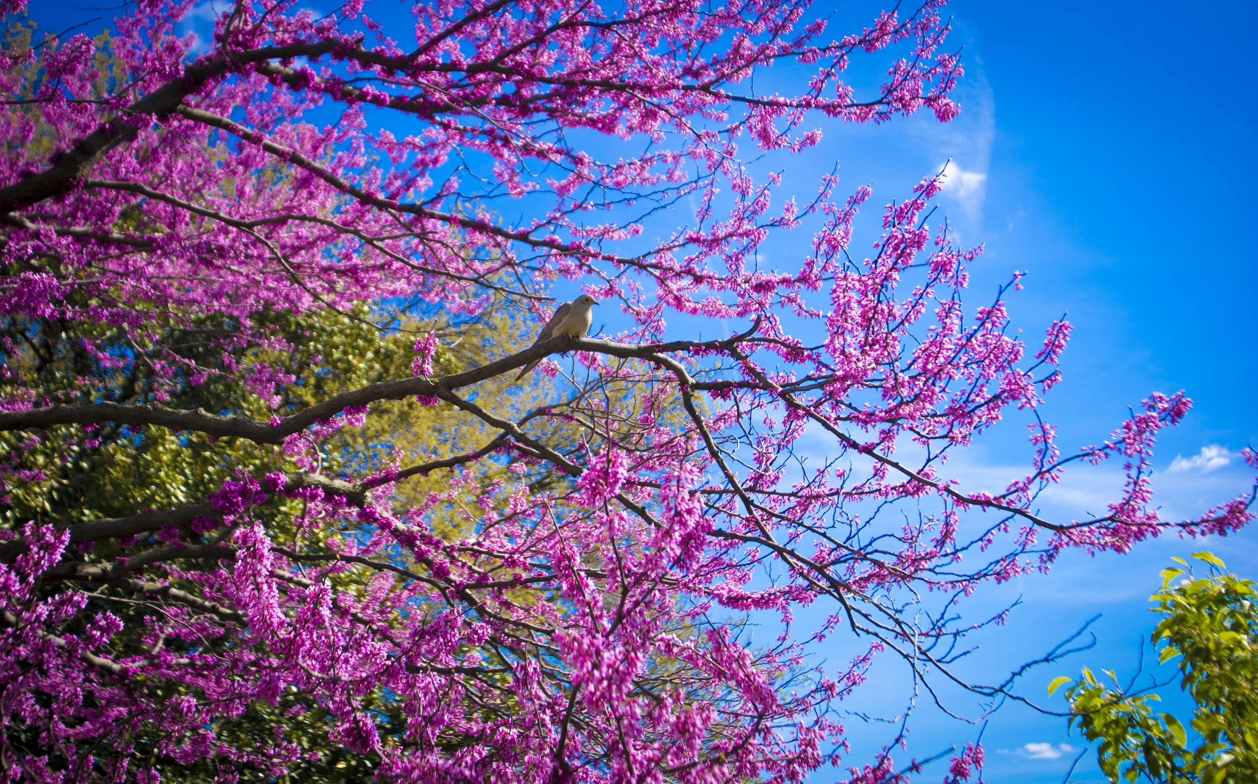 Help our Tree Canopy thrive! — New Albany City Hall