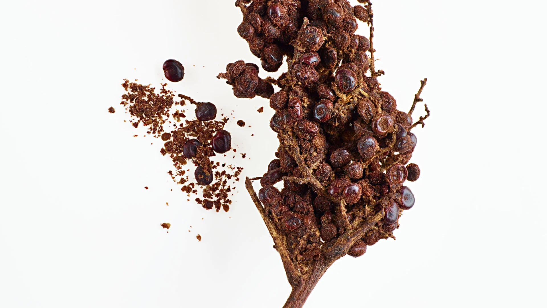 21_20150710_Lior_SC_Sumac106.jpg