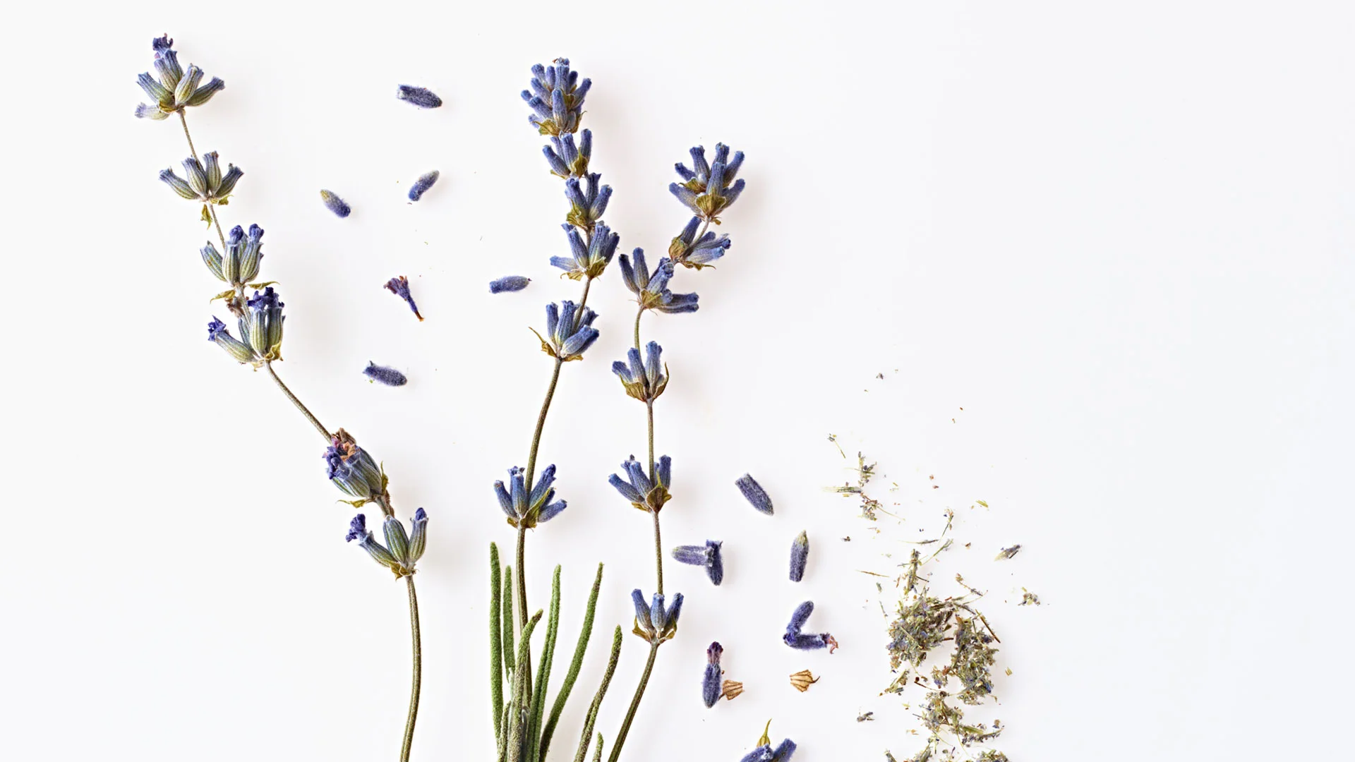 25_20150717_Lior_SC_Lavender083.jpg
