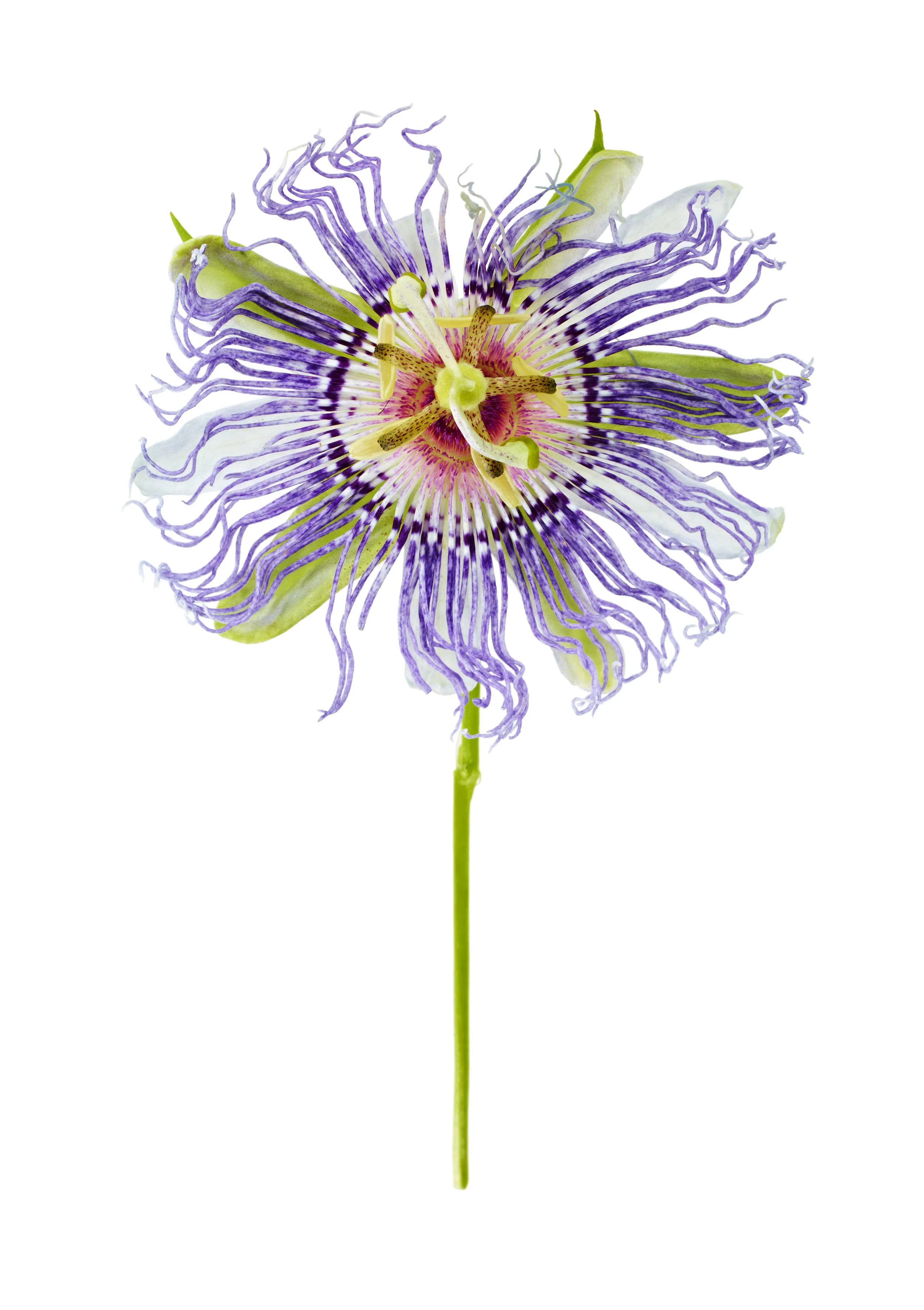 Meadows_PassionFlower0964_a_60x85.jpg